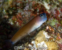 Tiny Aron's blenny taken at campsite 2, Ras Mohamed Park ... by Nikki Van Veelen 